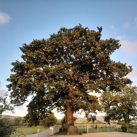 Willa Oaktree Manor Castlewellan Zewnętrze zdjęcie